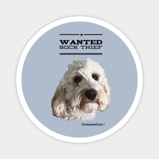 Cockapoo / Doodle Dog Sock Thief Magnet